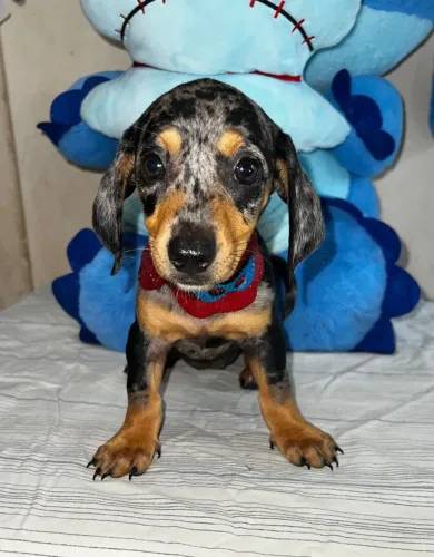 Dachshund com perfil diferenciado esperando por você
