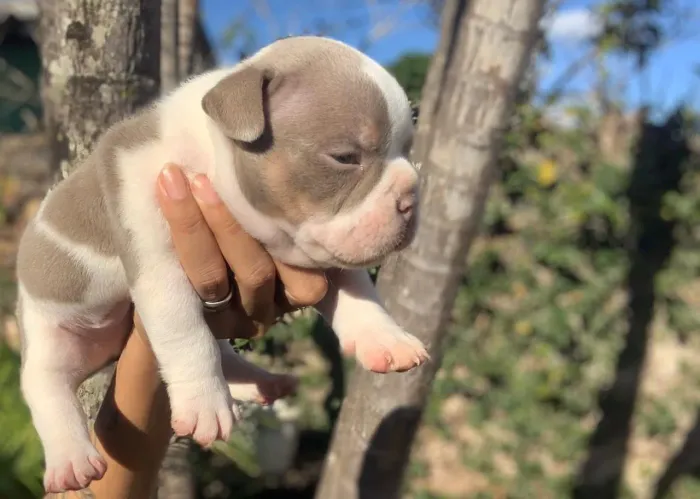 Filhote American Bully