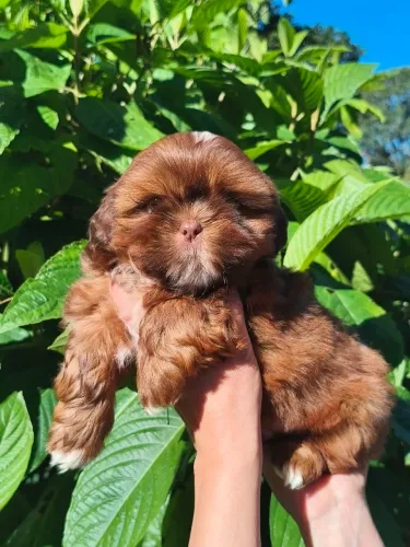 Shih Tzu fígado