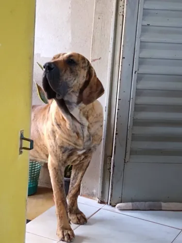 Fila Brasileiro Macho