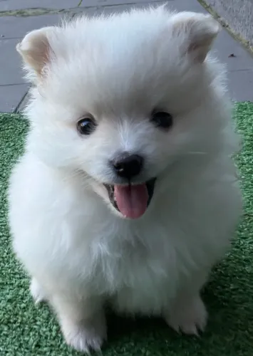 Spitz alemão