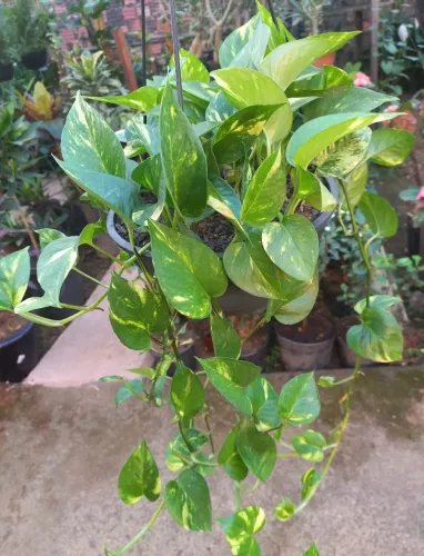 Vende-se plantas ornamentais