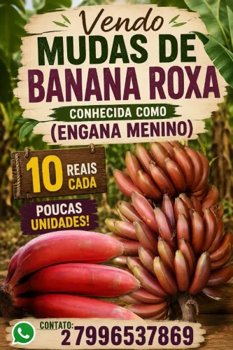 Banana roxa