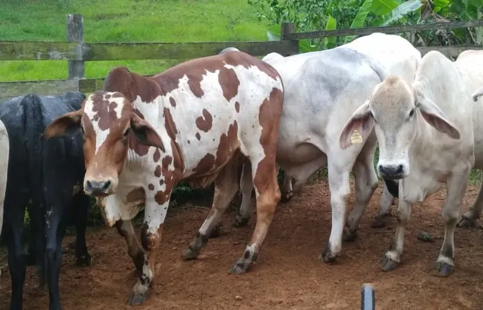 Lote com 9 animais 2 machos 7 fêmeas 