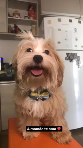 Doação cachorro