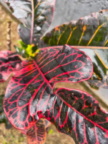 Planta Cróton 