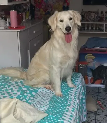 Vendo Golden reteivier de 1 ano