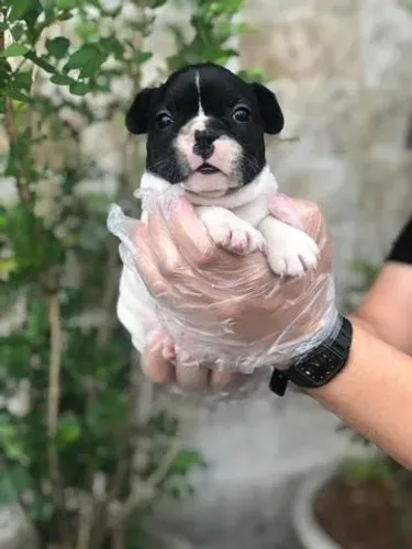 Bulldog Francês com Procedência e Loja Física