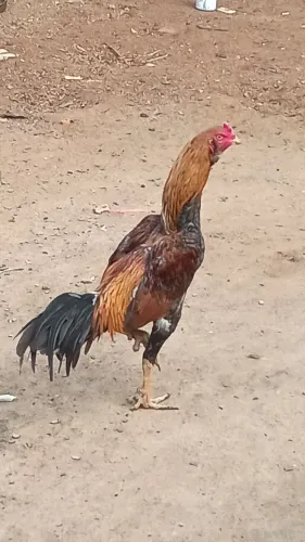 Galo carioca boa genética