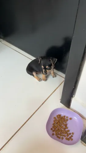 Filhote de pinscher número 1