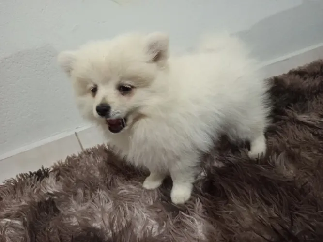 Spitz alemão Macho