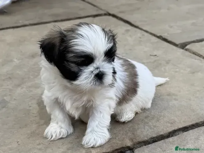 Filhotes de Shih Tzu/ Shitzu de raça pura bem fofos neném macho e fêmea com pedigree SP