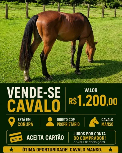 Vendo cavalo