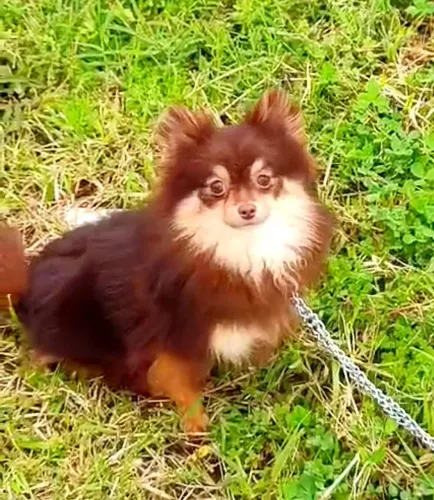 Lulu da Pomerânia Fêmea Chocotan 1,700g CBKC(12x sem juros) spitz alemão anão