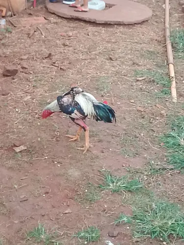 Galo indio prata