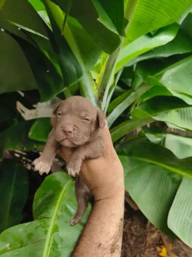 ? FILHOTES DE PITBULL TERRIER - VILA VELHA/ES