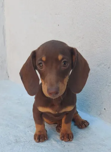 Filhotinhos de Dachshund