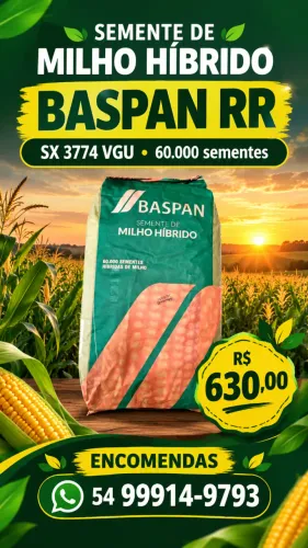Semente de milho hibrido Baspan 60.000 sementes RR 