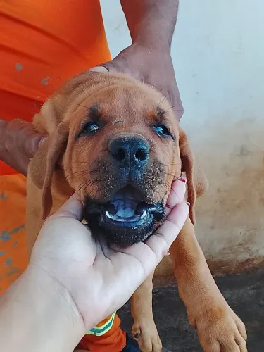 Filhotes de Fila Brasileiro