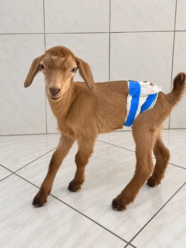 Filhote de Cabrito a venda