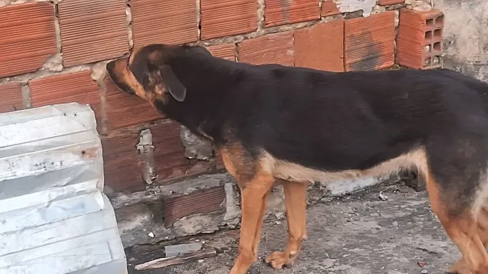 Cachorra pastor alemão
