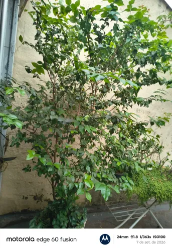 Muda de pitanga.