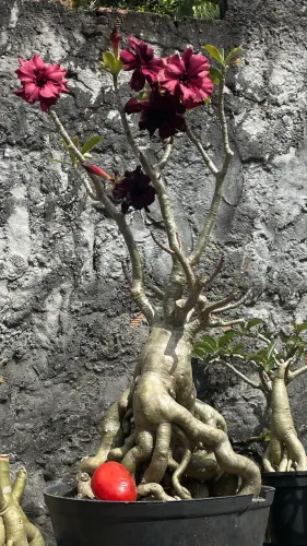 Rosas do deserto 