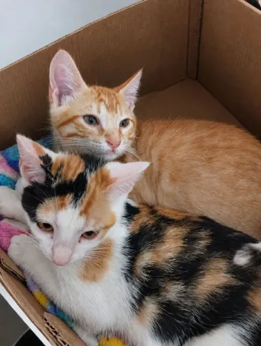 Doação de gato