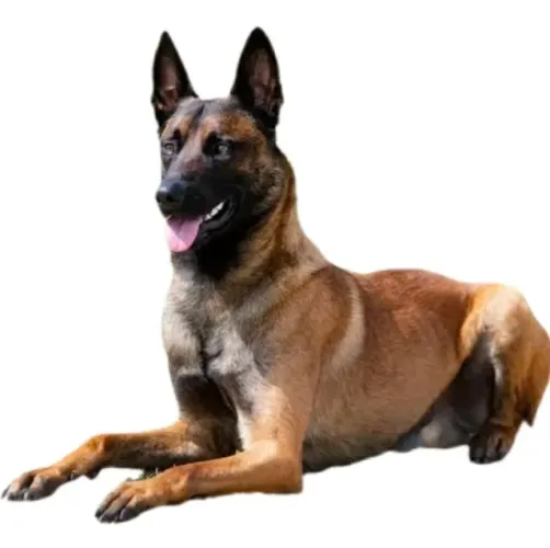 Pastor belga malinois