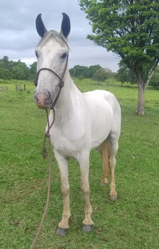 Cavalo mangalarga