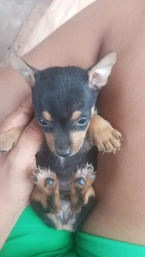 Vende-se um cachorro pinscher macho 