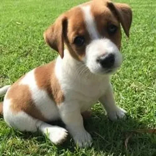 Jack Russel Machos e Femeas 
