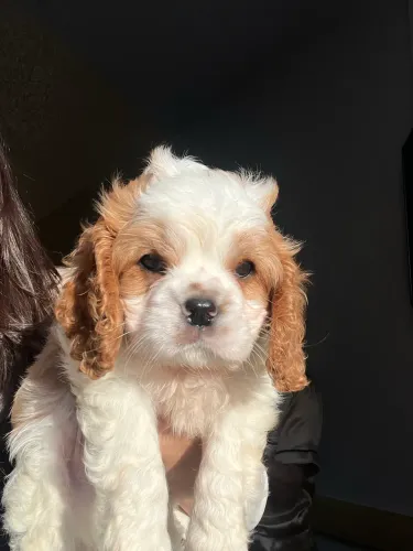 Filhote macho de Cavalier King Charles em Belém, com enxoval incluso