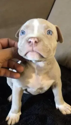 Pitbull filhote para doação