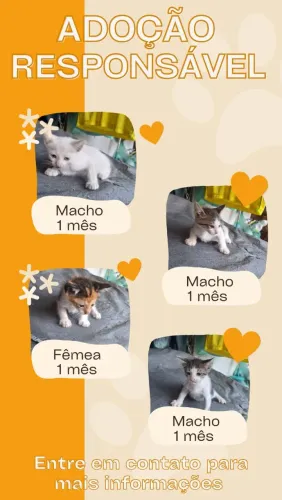 Gatinhos filhotes - Adoção responsável 