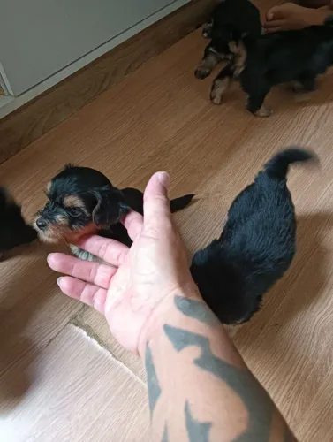 Cachorro yorkshire com maltês