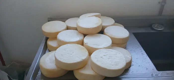 QUEIJO DE COROMANDEL 
