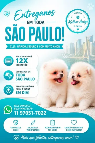 Spitz Alemão com Pedigree