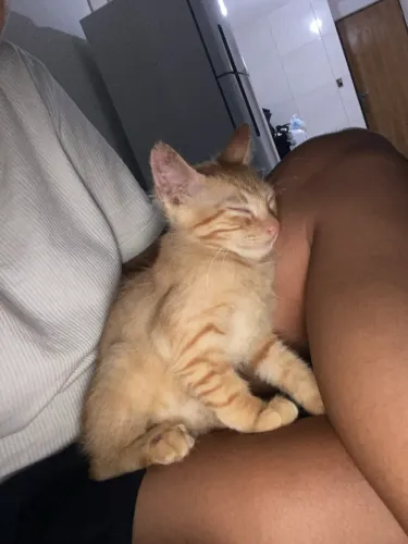 Doação de gato laranja