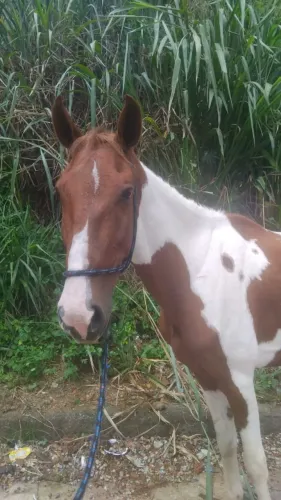 Cavalo mm