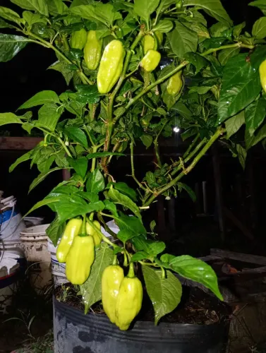 Pé de pimenta de cheiro