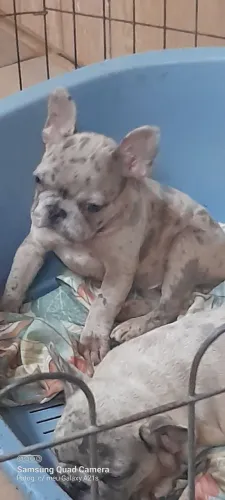 Vendo Buldogue francês macho e fêmea Merlin excelente ninhagem