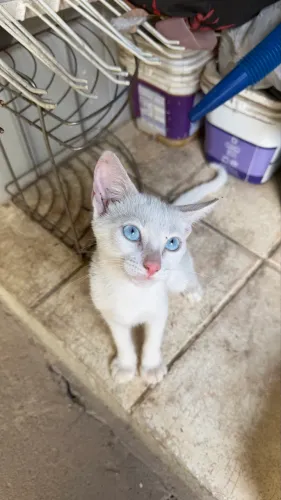 Gato para adoção
