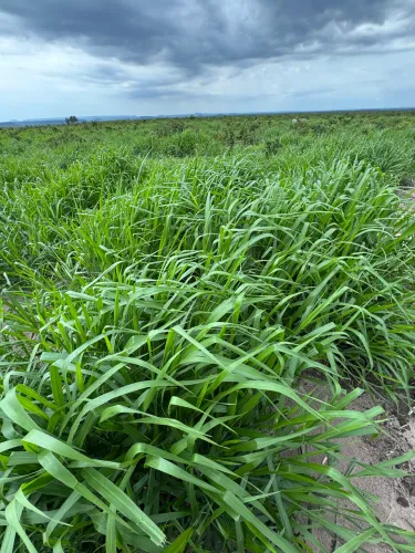 Arrendamento fazenda soja - 10 anos