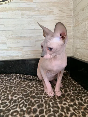 Gato filhote macho SPHYNX LINDOOOO!