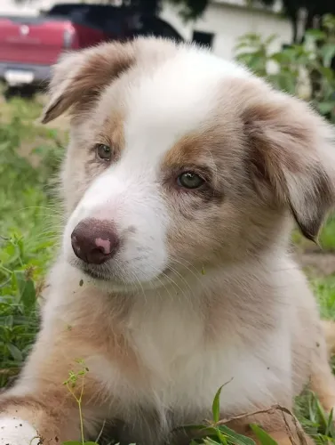 Border Collie pronta entrega.