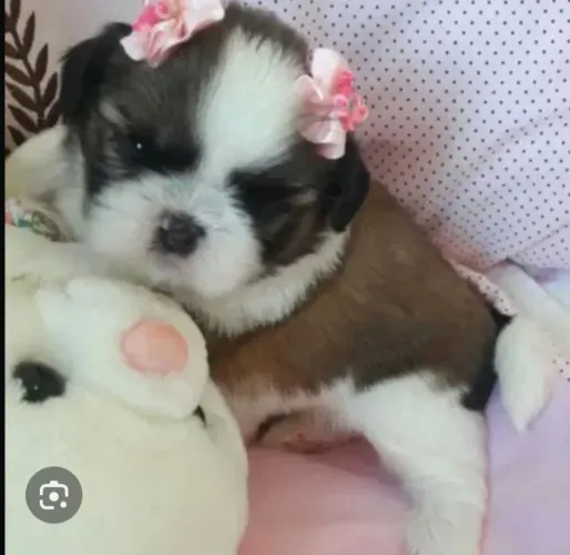 Procuro micro shih tzu para adotar