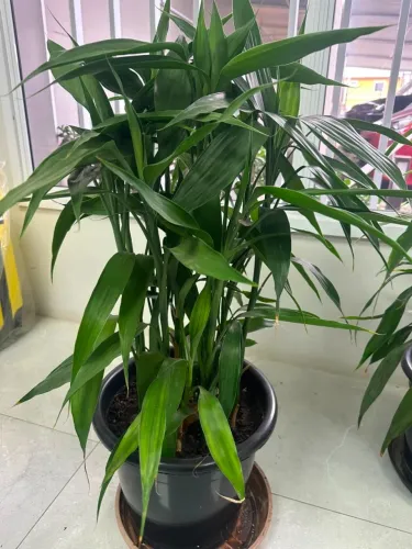 Bambu japonês da sorte com vaso grande e altura de 85cm super saudável