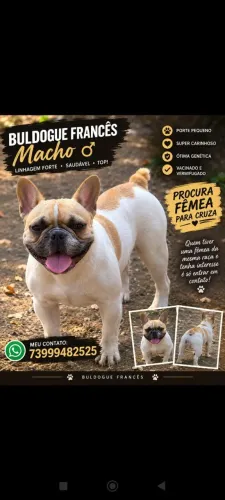 Procura fêmea