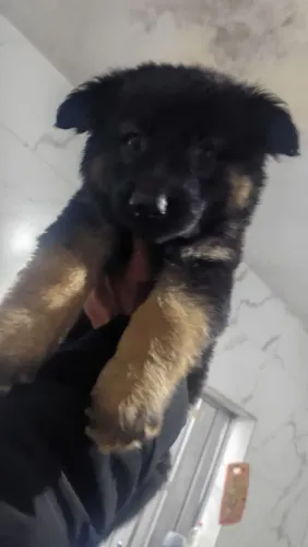 Filhote Pastor alemão, Uma carinha dessas é impossível de esquecer!